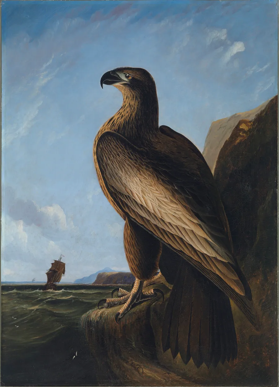 Washington Sea Eagle by John James Audubon, born Les Cayes, Haiti 1785-died New York City 1851