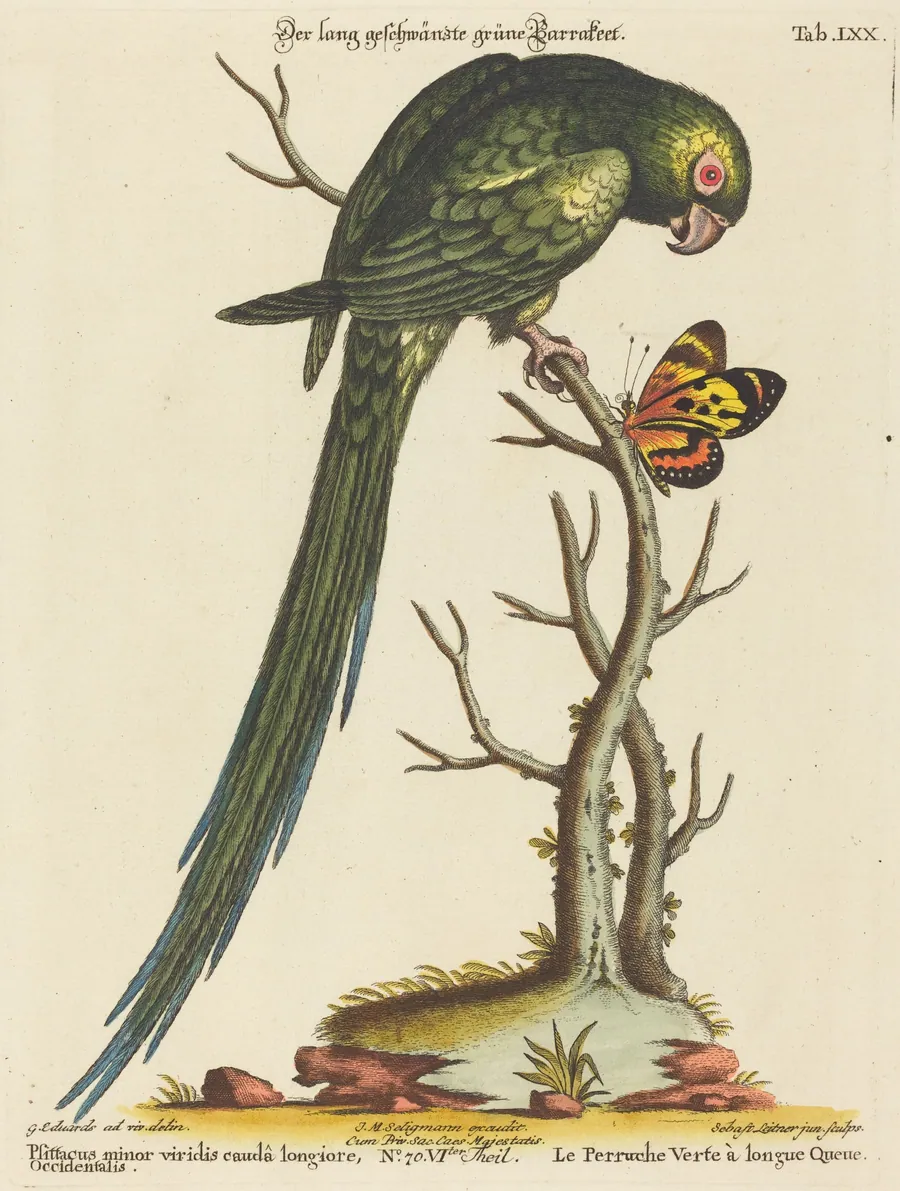 Psittacus minor viridis cauda longiore Occidentalis by Johann Sebastian Leitner