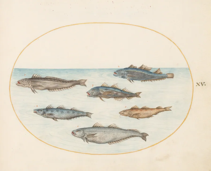 Plate 15: Six "Asellorum" Fish (Cod?) by Joris Hoefnagel