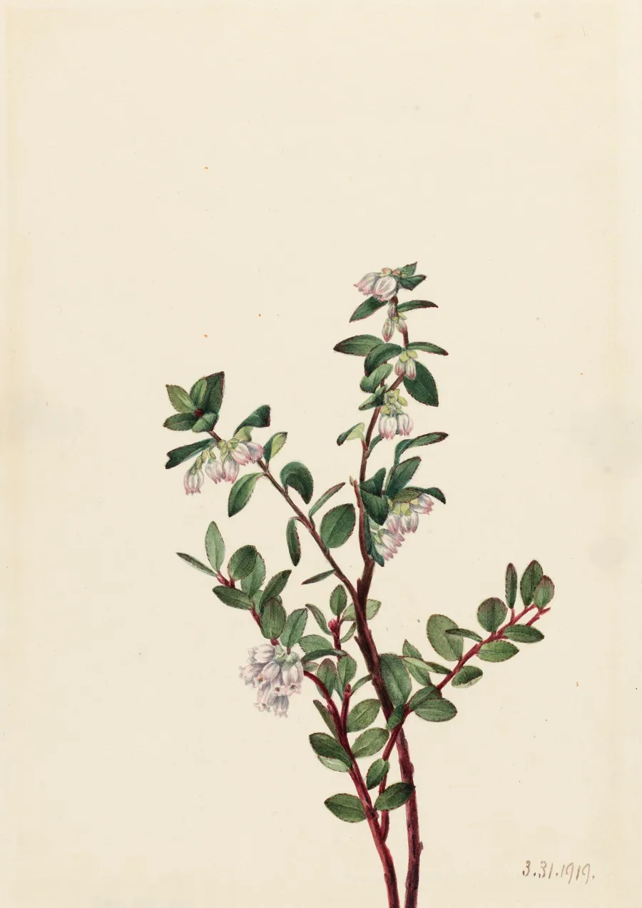 Box Huckleberry (Gaylussacia brachycera) by Mary Vaux Walcott, born Philadelphia, PA 1860-died St. Andrews, New Brunswick, Canada 1940