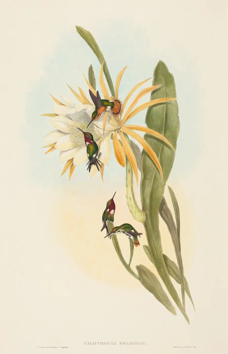 Calothorax heliodori by H.C. Richter