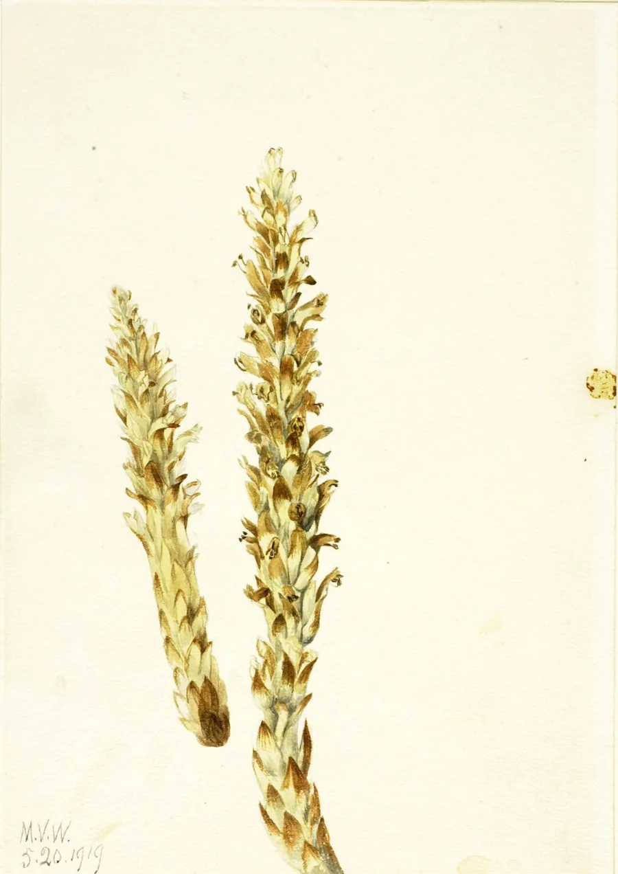 Bear Corn (Conopholis americana) by Mary Vaux Walcott, born Philadelphia, PA 1860-died St. Andrews, New Brunswick, Canada 1940