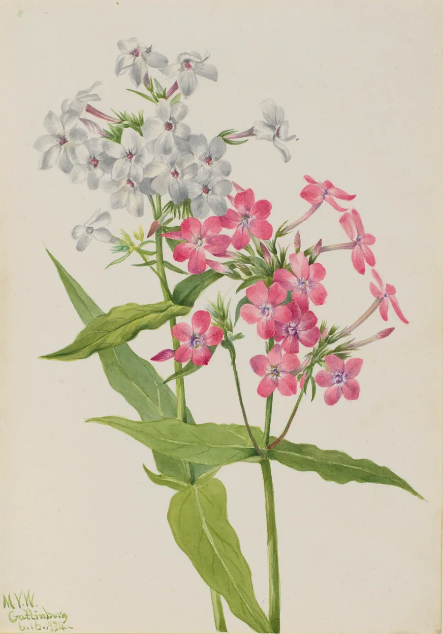 Perennial Phlox (Phlox paniculata) by Mary Vaux Walcott, born Philadelphia, PA 1860-died St. Andrews, New Brunswick, Canada 1940