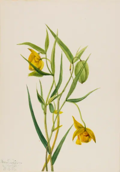 Golden Fairy Lantern (Calochortus amabilis)