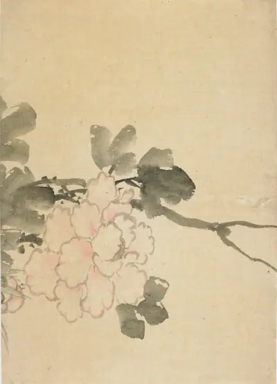 Peony