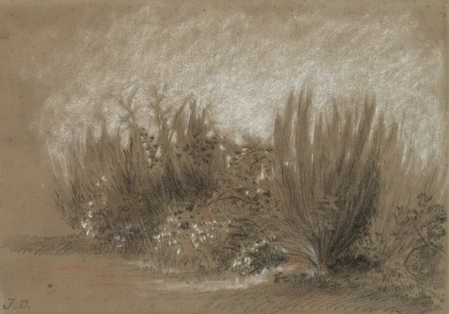 Genets et Ronces (Broom and Brambles) by Jules Dupré