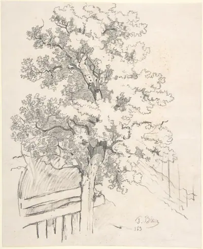 Study of a Tree