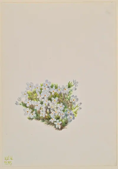 Phlox (Phlox caespitosa)