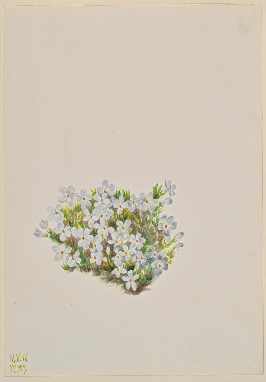 Phlox (Phlox caespitosa) by Mary Vaux Walcott, born Philadelphia, PA 1860-died St. Andrews, New Brunswick, Canada 1940