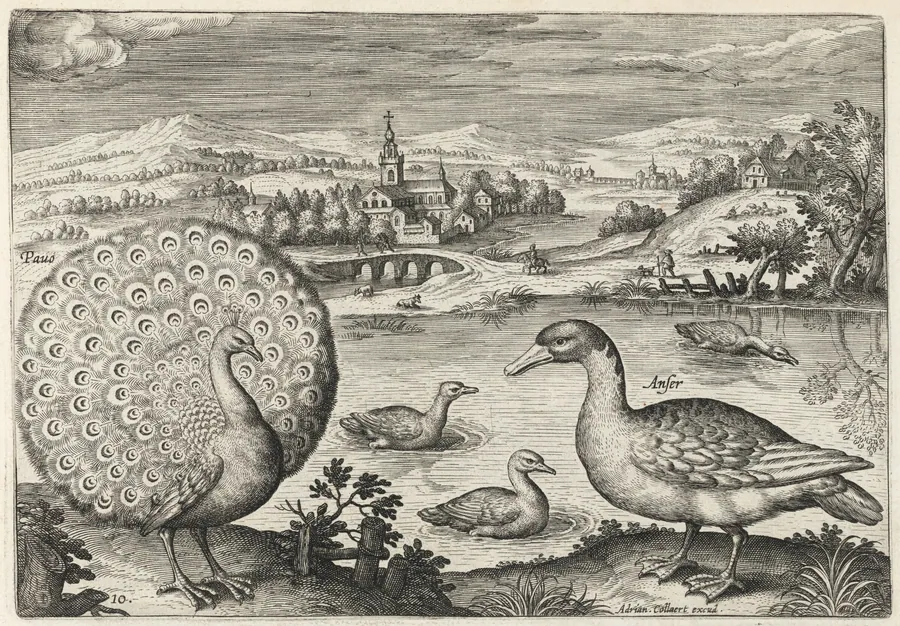 Peacock and Goose by Adriaen Collaert