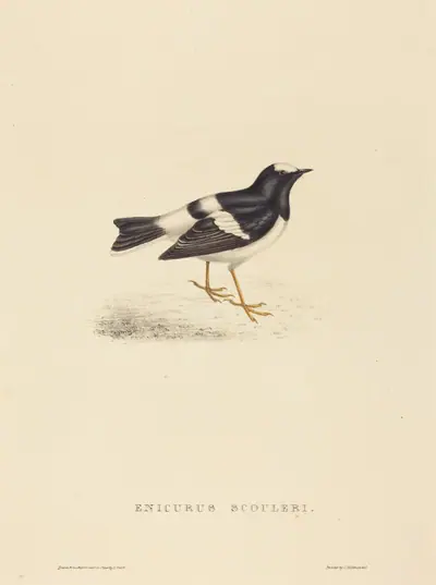 Enicurus Scouleri (Little Forktail)