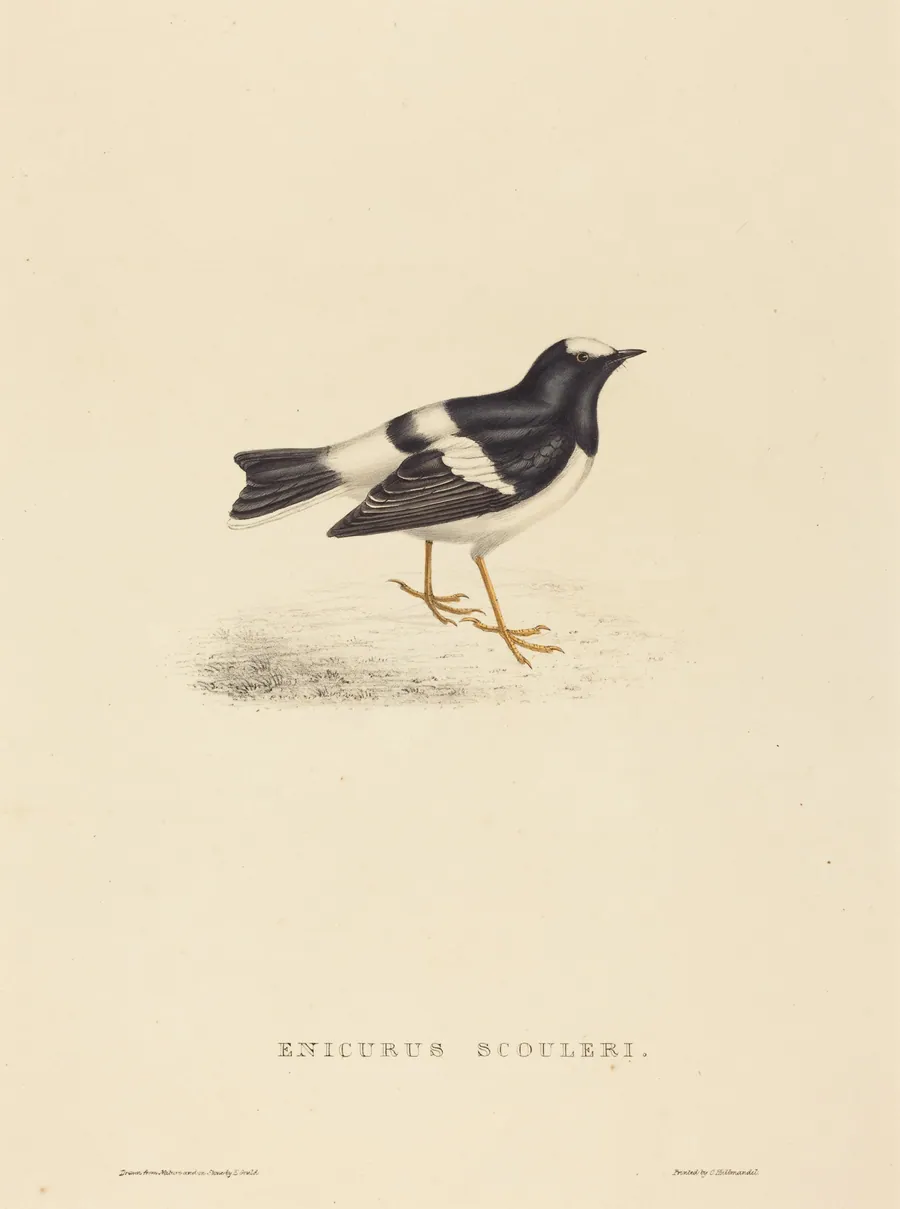 Enicurus Scouleri (Little Forktail) by Elizabeth Gould
