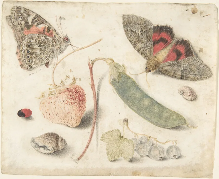 Studies of Fruits, Insects and Shells by Maria Sibylla Merian