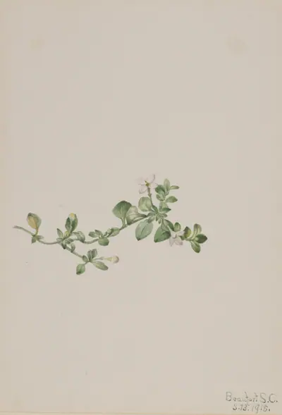 Trailing Houstonia (Houstonia procumbens)