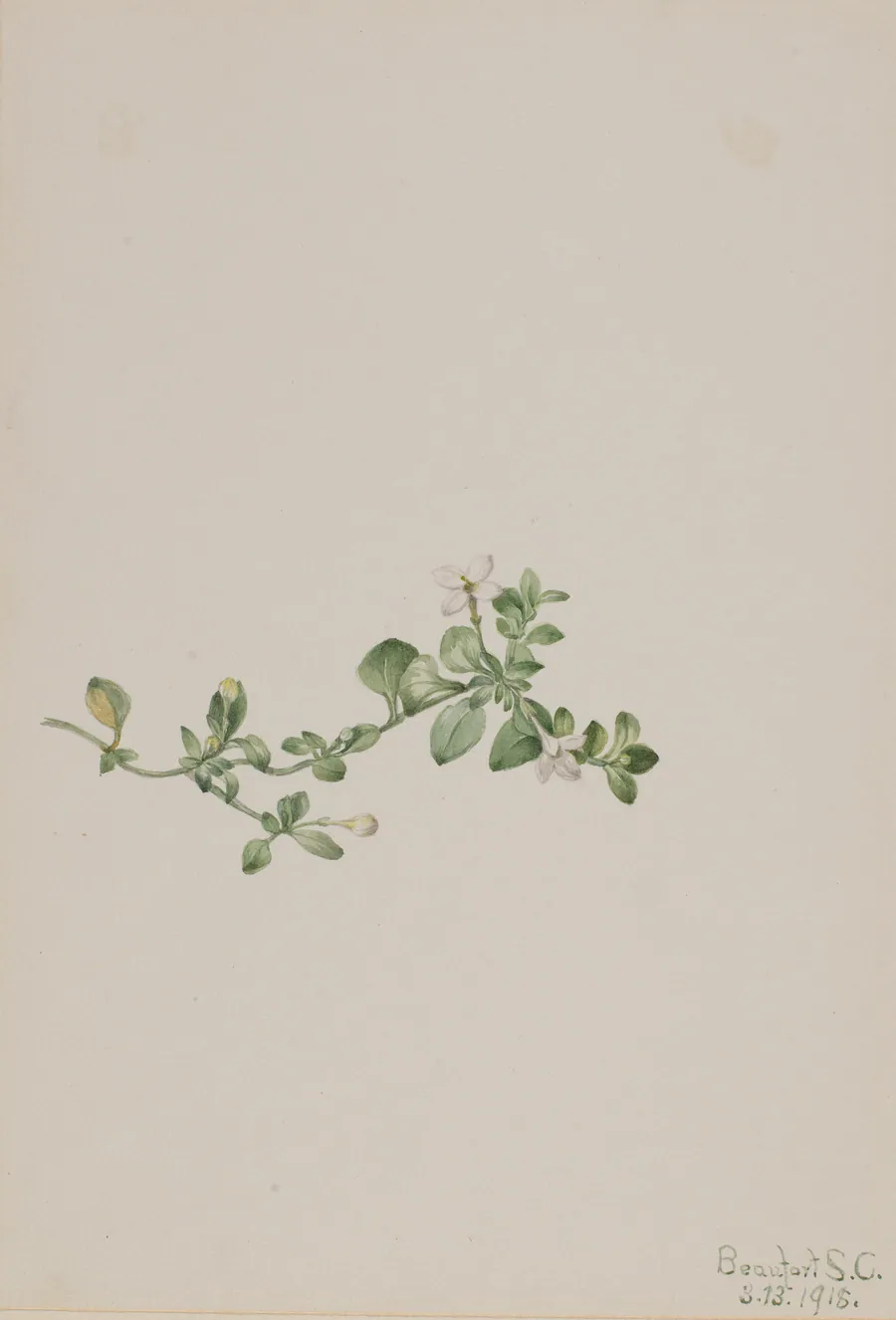 Trailing Houstonia (Houstonia procumbens) by Mary Vaux Walcott, born Philadelphia, PA 1860-died St. Andrews, New Brunswick, Canada 1940