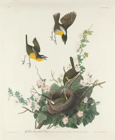 Yellow-breasted Chat