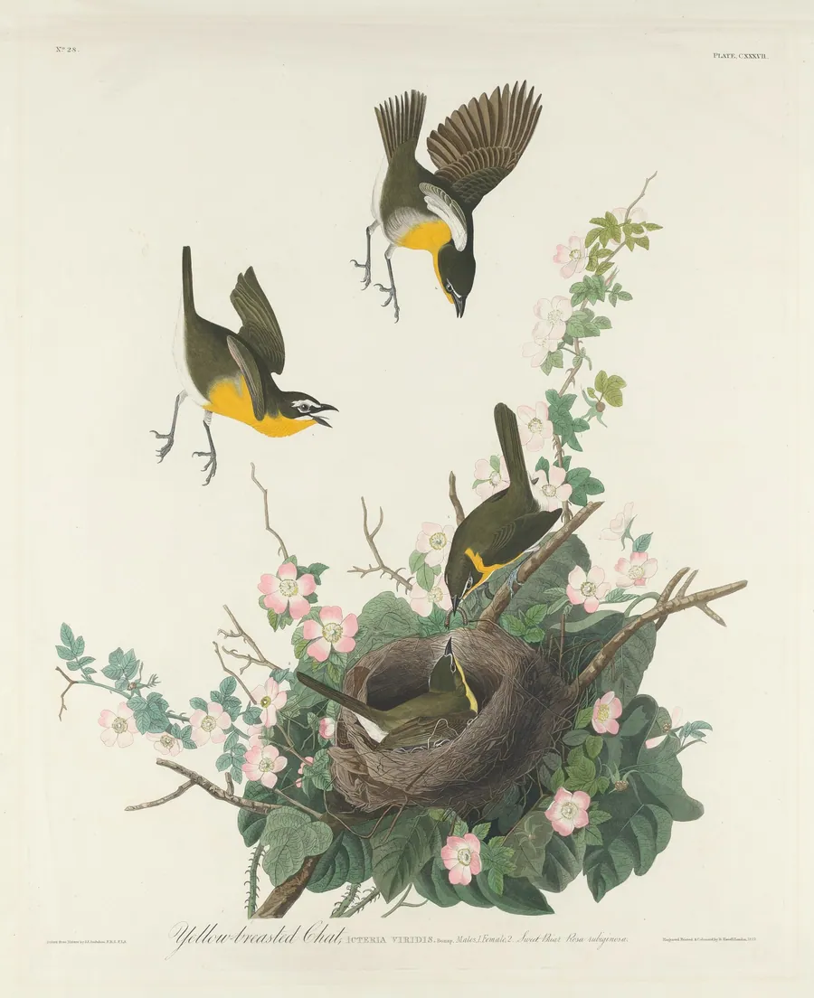 Yellow-breasted Chat by Robert Havell, Jr.