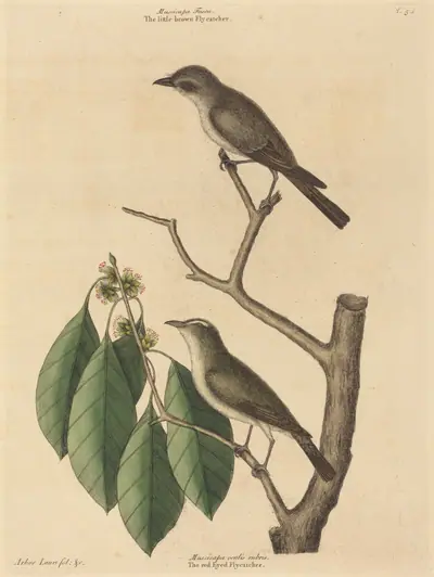 The Little Brown Flycatcher