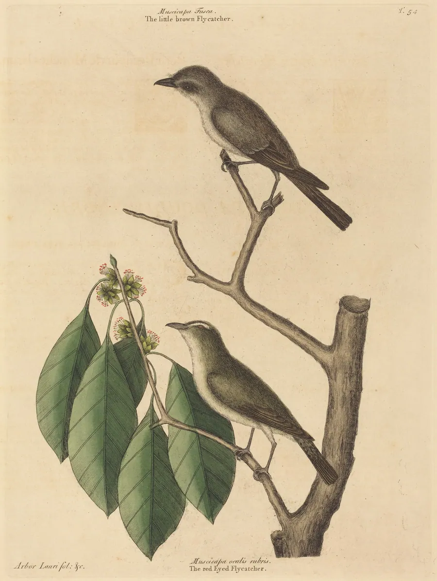 The Little Brown Flycatcher by Mark Catesby