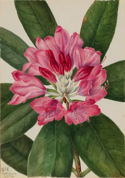 Mountain Rose-Bay (Rhododendron catawbiense)