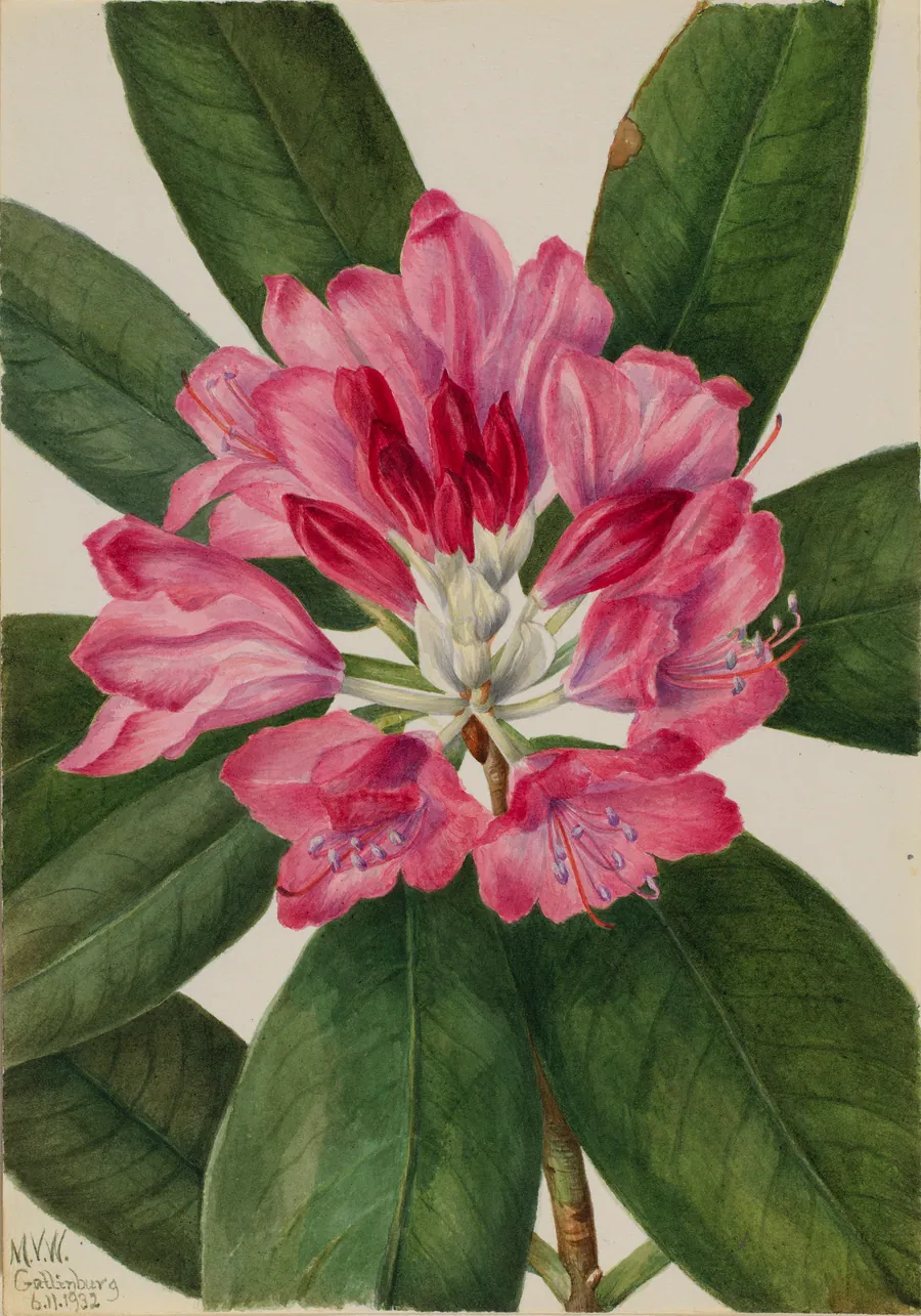 Mountain Rose-Bay (Rhododendron catawbiense) by Mary Vaux Walcott, born Philadelphia, PA 1860-died St. Andrews, New Brunswick, Canada 1940