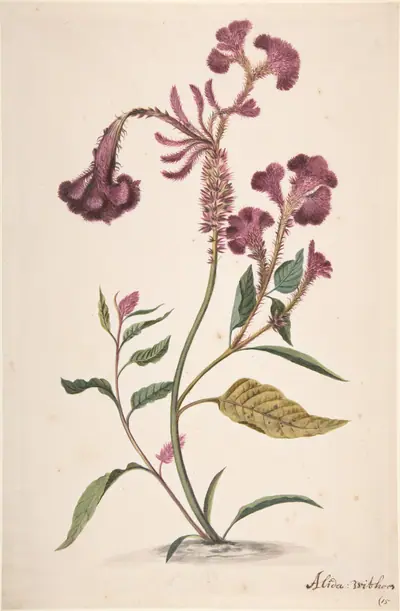 Study of a Crested Cockscomb (Celosia argentea cristata)