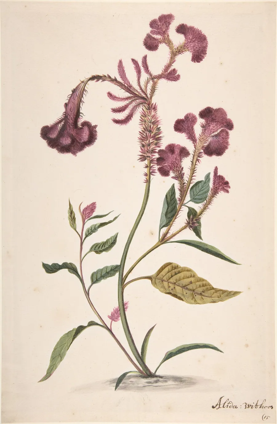 Study of a Crested Cockscomb (Celosia argentea cristata) by Alida Withoos