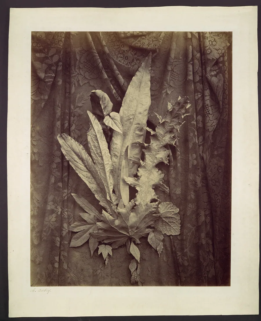 [Study of Leaves on a Background of Floral Lace] by Charles Hippolyte Aubry