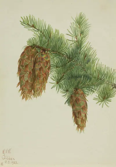 Douglas Fir (Pseudotsuga mucronata)