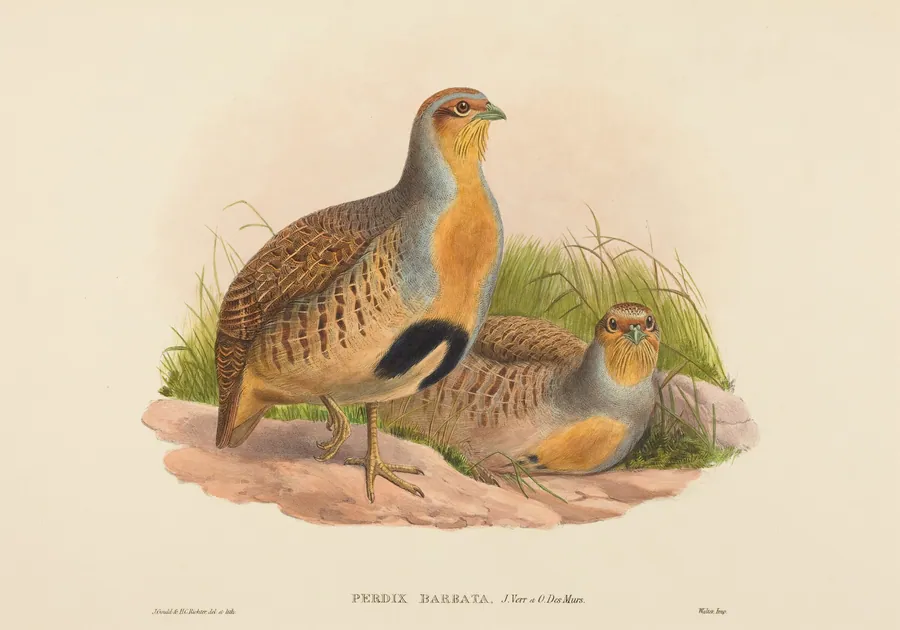 Perdix barbata (Daurian Partridge) by John Gould
