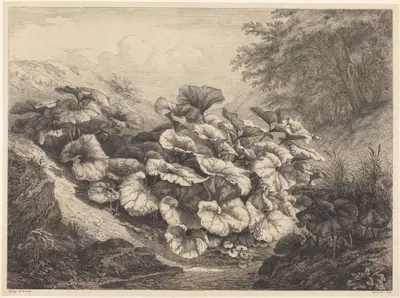 Large Coltsfoot