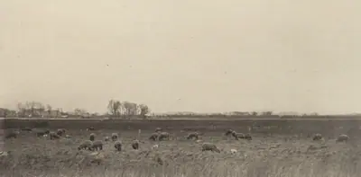 Marshes by the North Sea