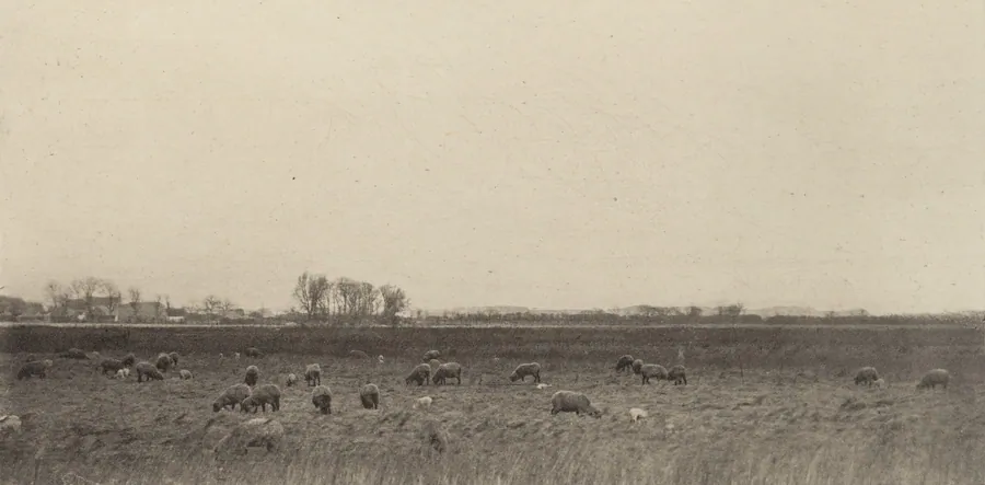 Marshes by the North Sea by Peter Henry Emerson