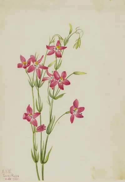 Pink Centaurium (Centaurium venustum)
