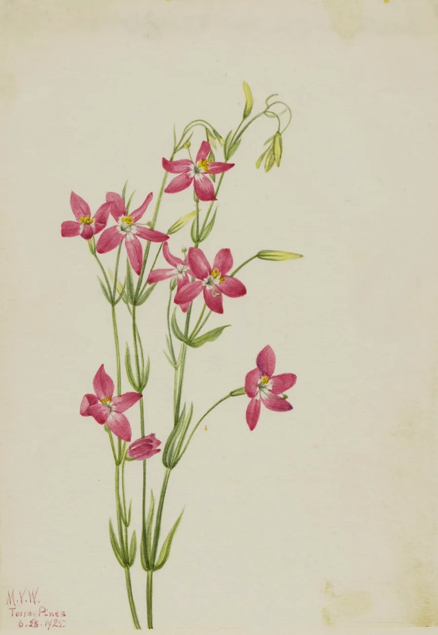 Pink Centaurium (Centaurium venustum) by Mary Vaux Walcott, born Philadelphia, PA 1860-died St. Andrews, New Brunswick, Canada 1940