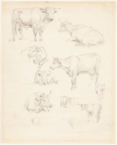 Studies of Cattle
