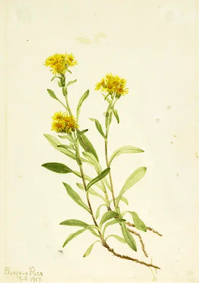 Sidesaddle Goldenrod