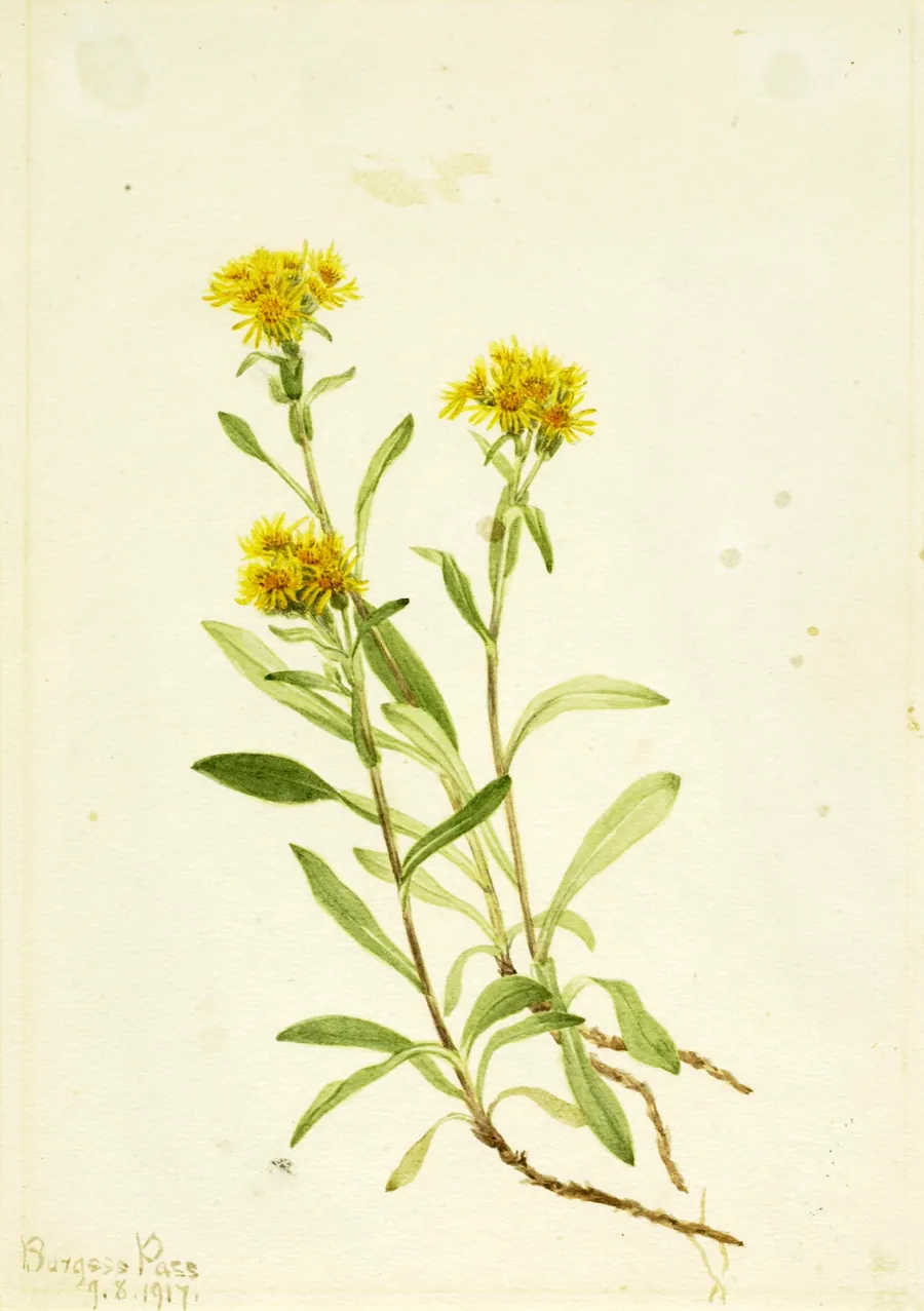 Sidesaddle Goldenrod by Mary Vaux Walcott, born Philadelphia, PA 1860-died St. Andrews, New Brunswick, Canada 1940