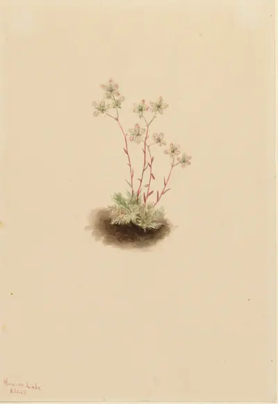 Spotted Saxifrage (Saxifraga bronchialis)
