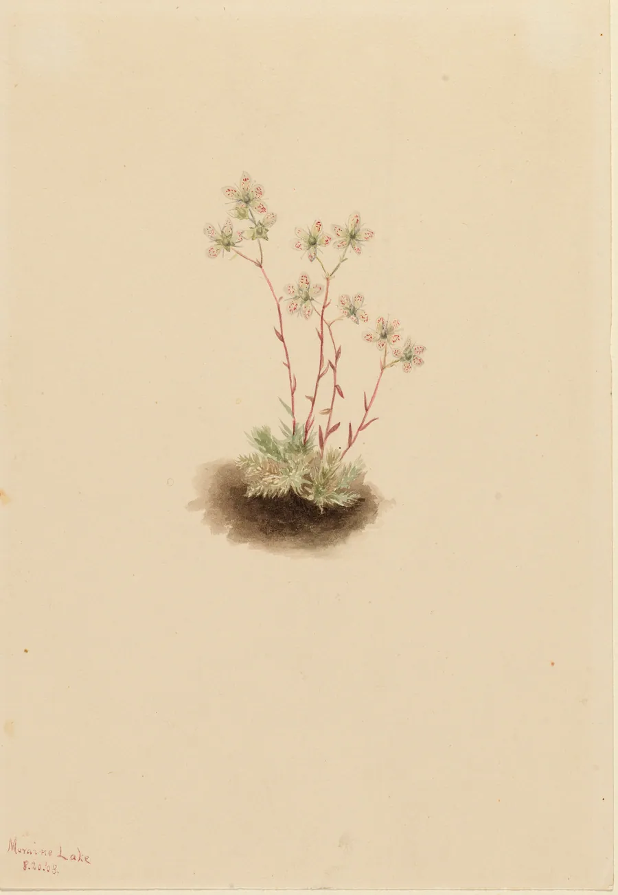 Spotted Saxifrage (Saxifraga bronchialis) by Mary Vaux Walcott, born Philadelphia, PA 1860-died St. Andrews, New Brunswick, Canada 1940