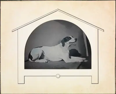 [Dog]