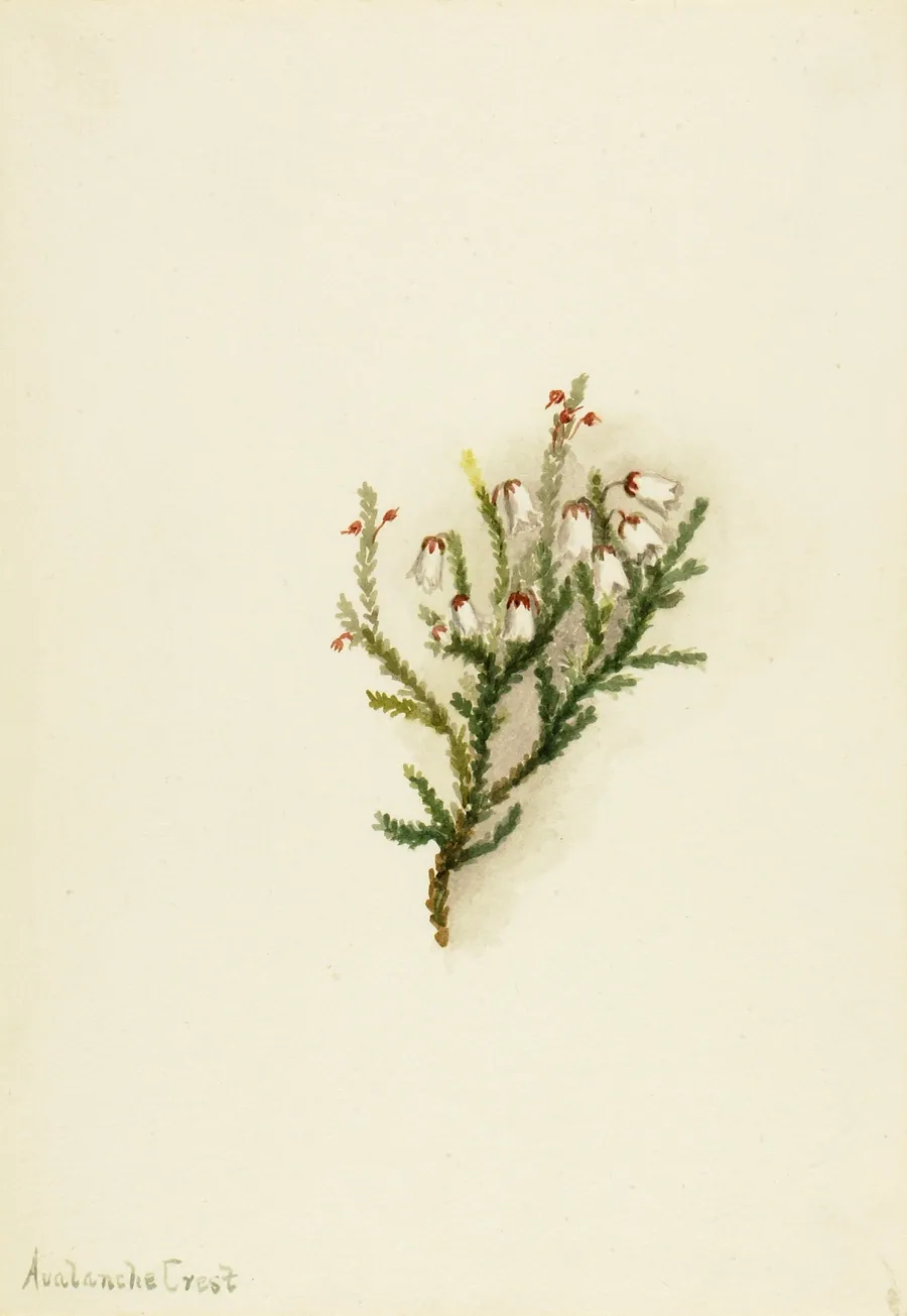Cassiope (Cassiope mertensiana) by Mary Vaux Walcott, born Philadelphia, PA 1860-died St. Andrews, New Brunswick, Canada 1940