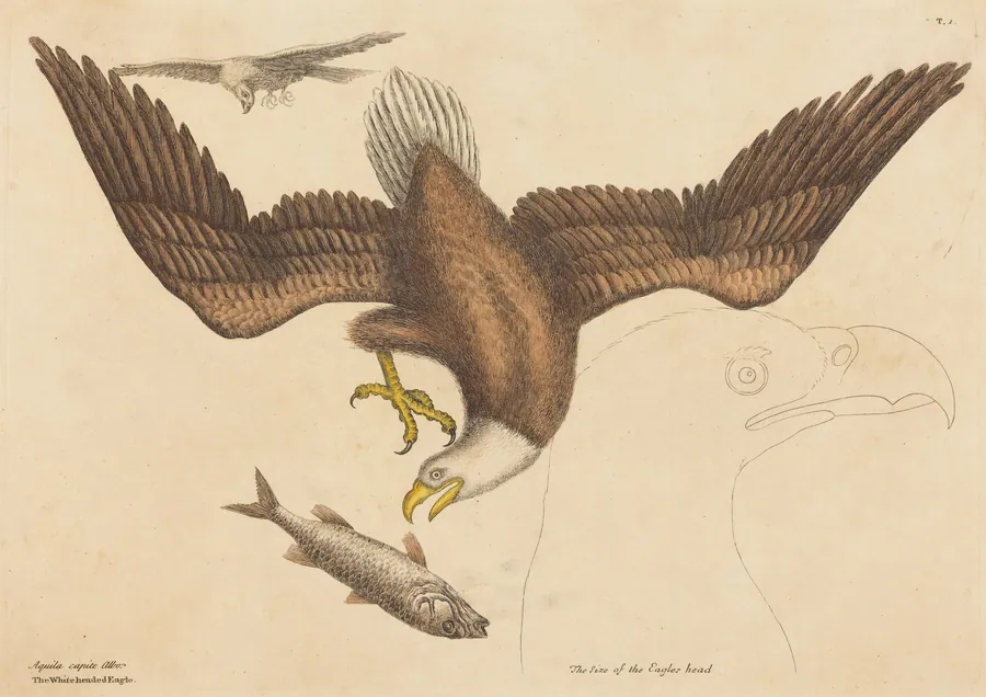 The Bald Eagle (Falco leucocephalus) by Mark Catesby