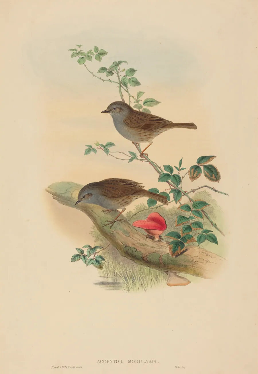 Accentor modularis (Dunnock) by John Gould