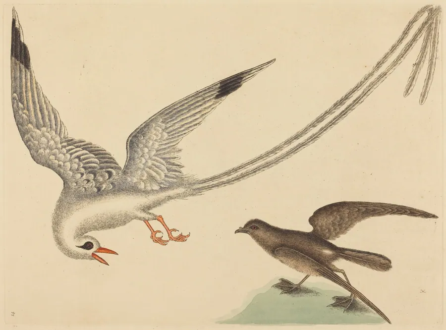 The Rice-bird (Emberiza oryzivora) by Mark Catesby