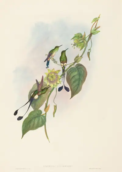 Spathura underwoodi (White-footed Racket-Tail)