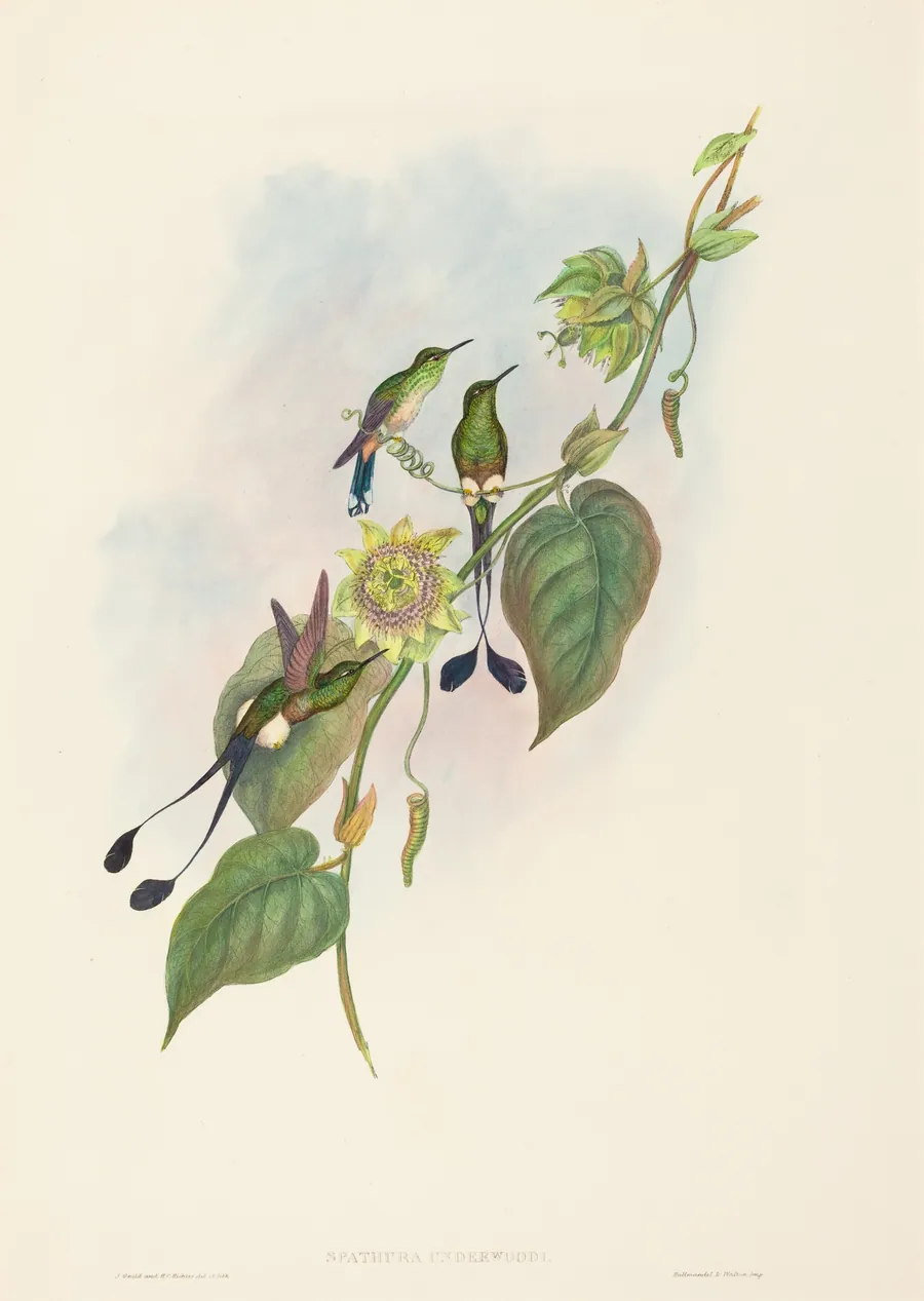 Spathura underwoodi (White-footed Racket-Tail) by H.C. Richter
