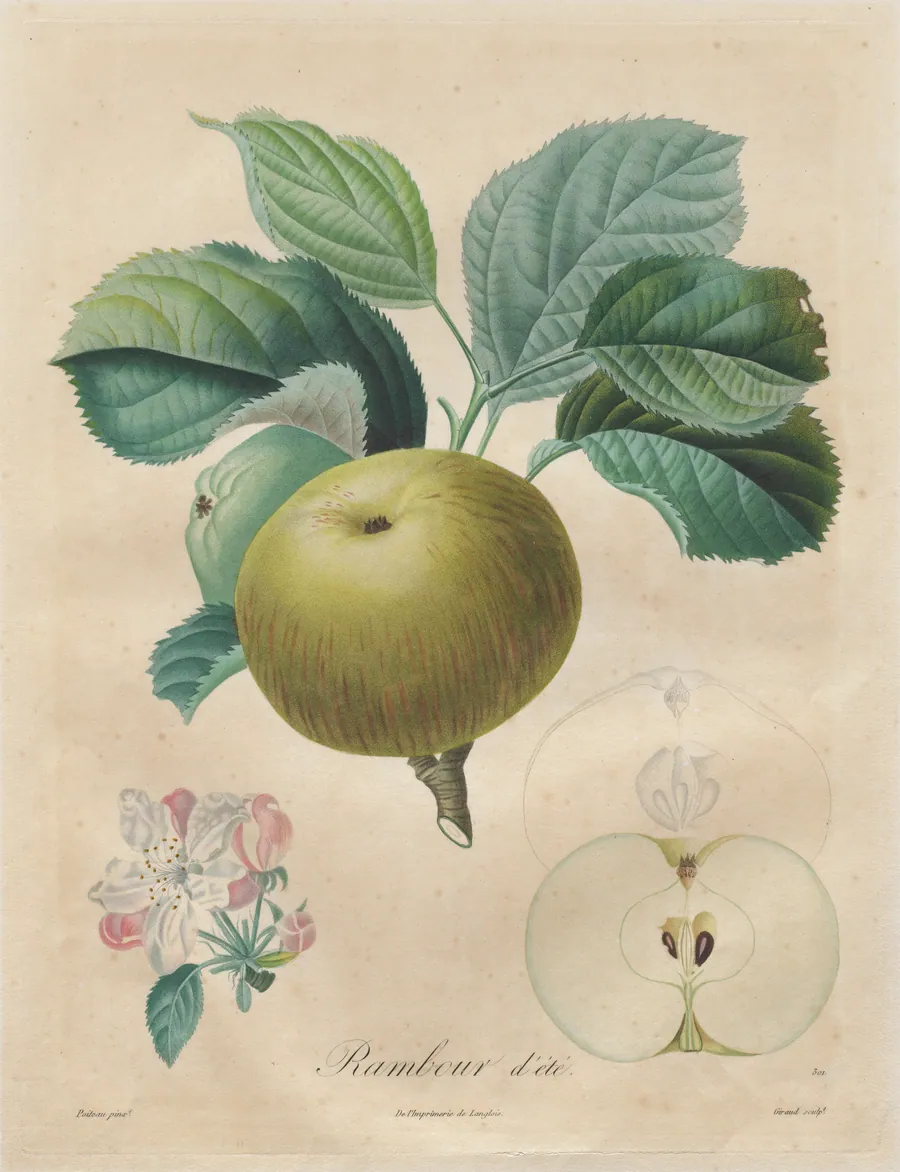 Traité des arbres fruitiers:  Rambour d'été by Henri Louis Duhamel du Monceau