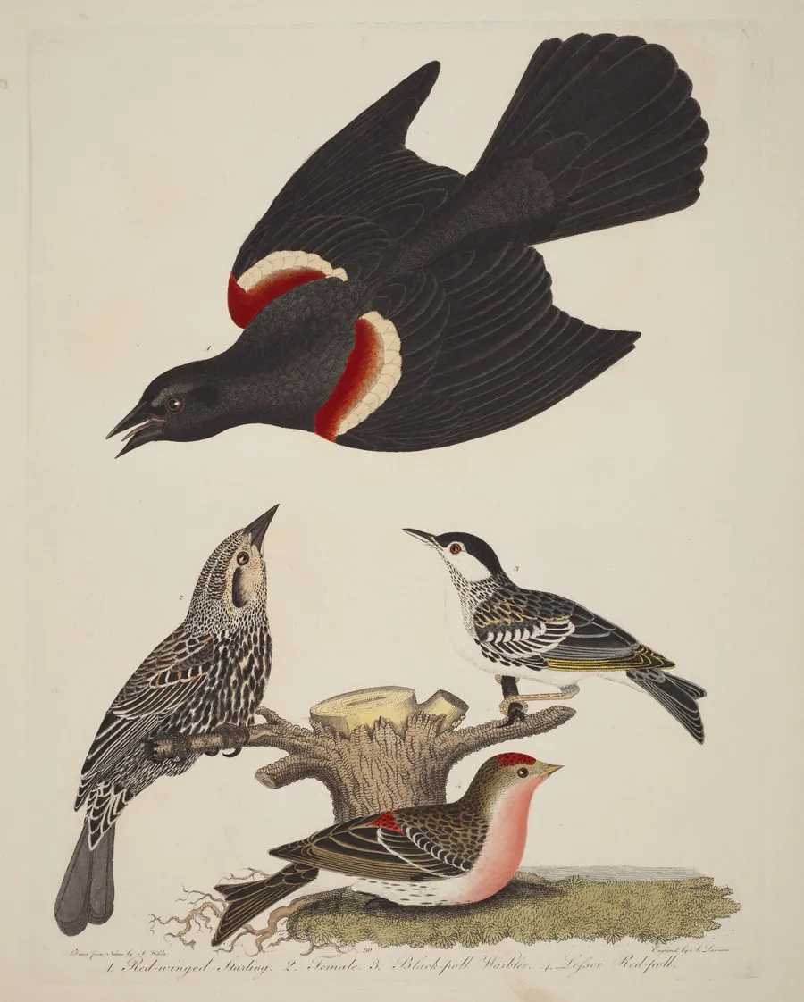 Red-winged Starling, Female Red-winged Starling, Black-poll Warbler, and Lesser Red-poll by Alexander Lawson