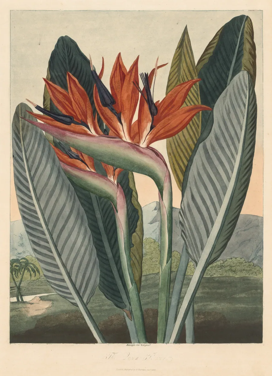 The Temple of Flora; or Garden of Nature: The Queen Flower by Philip Reinagle